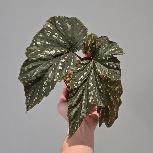 Begonia Aiai