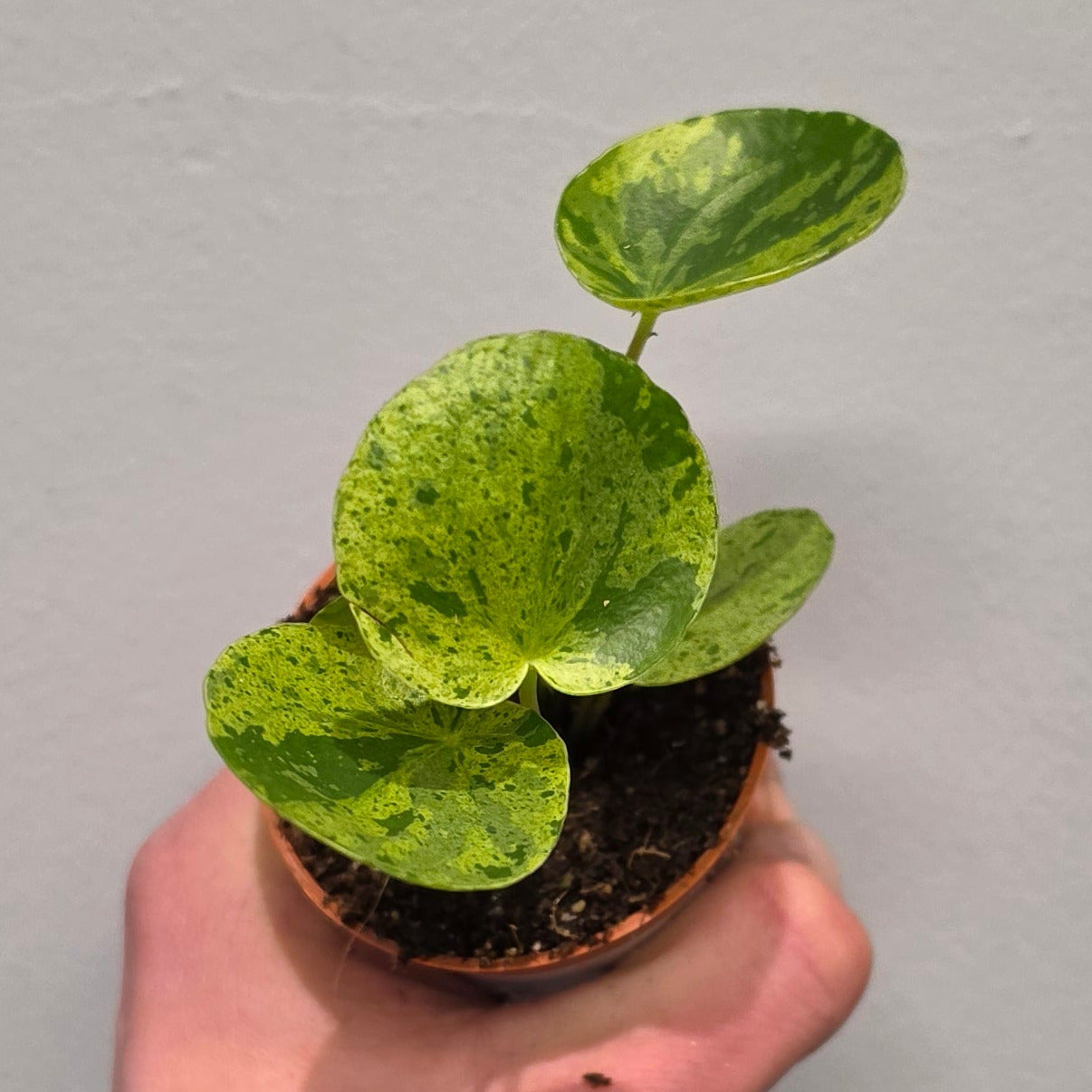 Mini Pilea Mojito