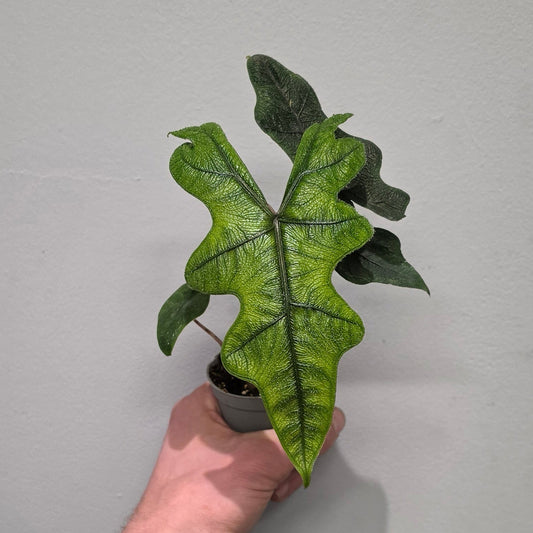 Mini Alocasia Jacklyn