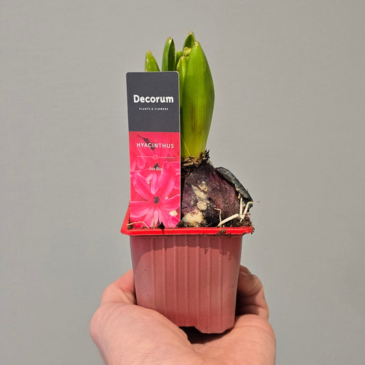 Hyacinth - Jan Bos Pink