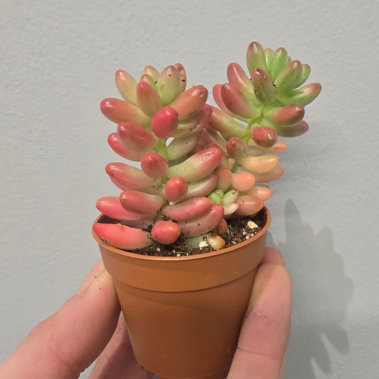 Mini - Sedum Rubrotinctum 'Jelly Bean'