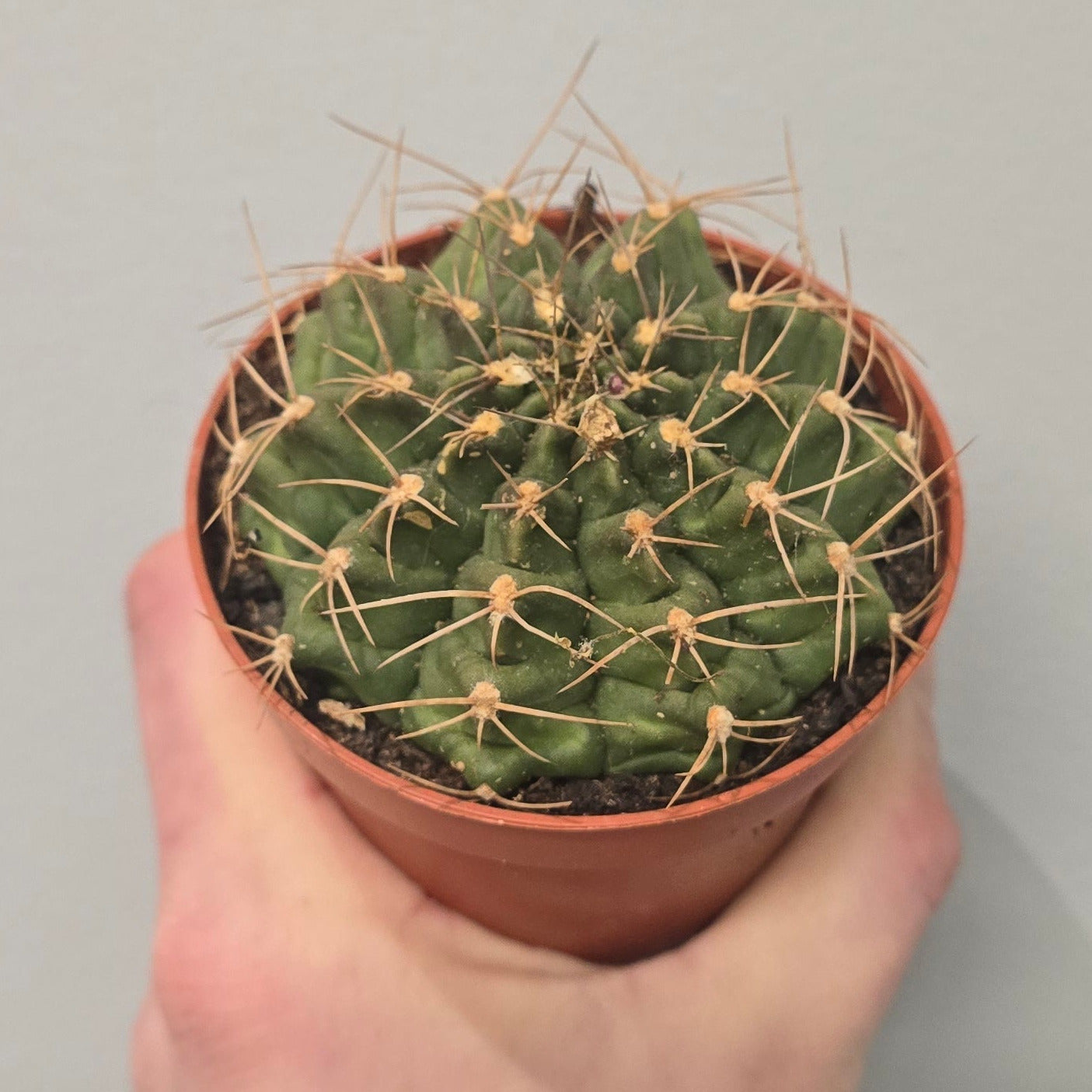 Small Cactus - Mixed