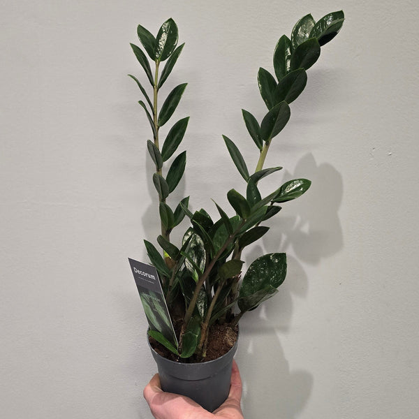 Zamioculcas Lima