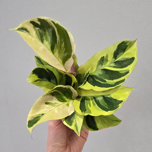 Calathea Yellow Fusion