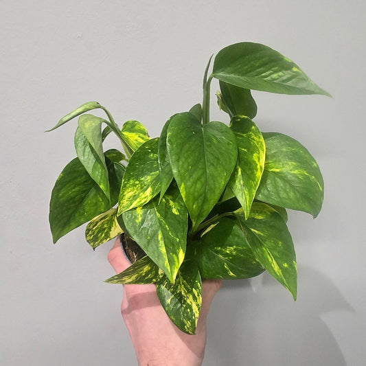 Epipremnum Aureum