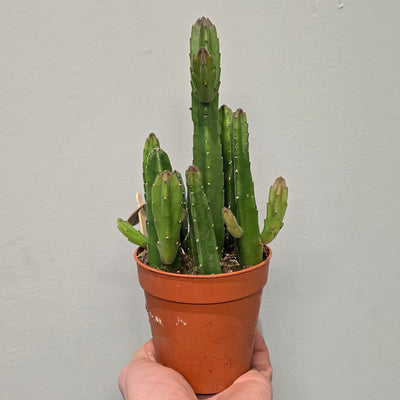 Stapelia Leendertziae
