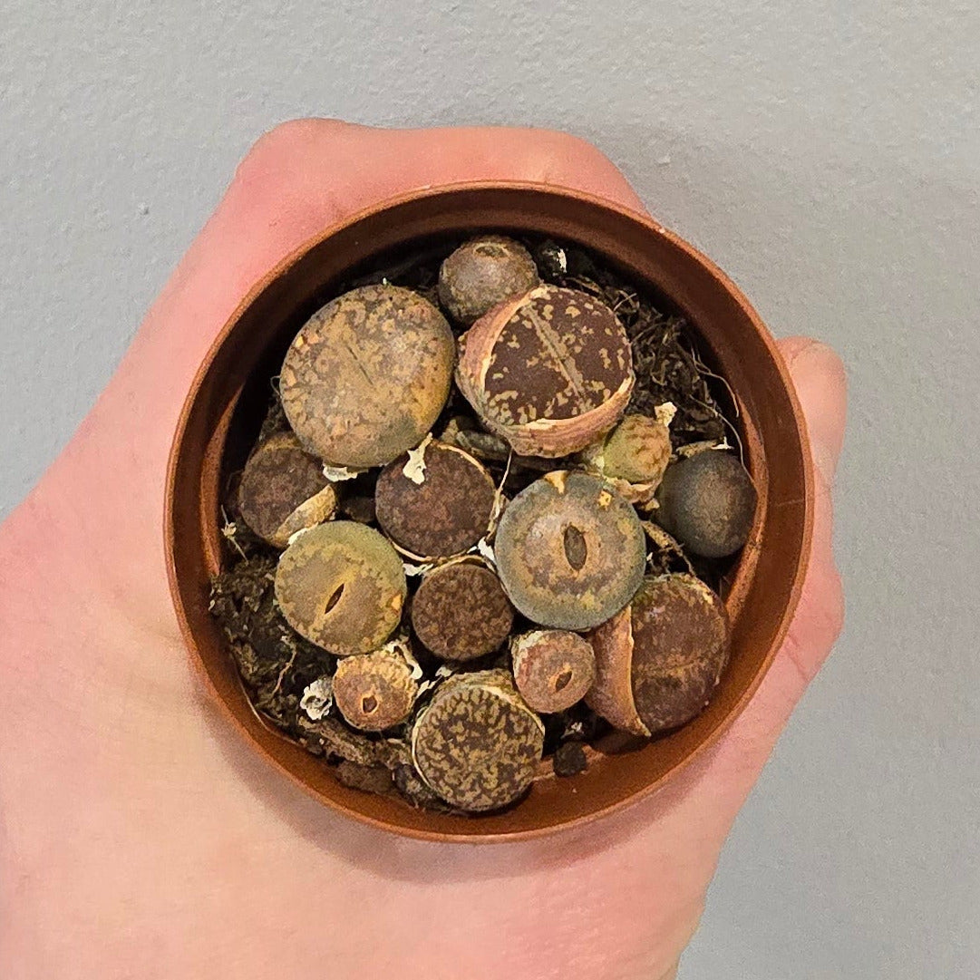 Mini - Lithops "Mixed"