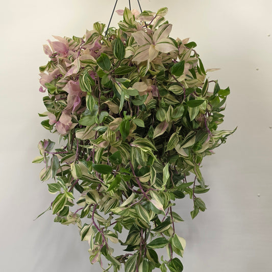 Hanging Tradescantia Quadcolor