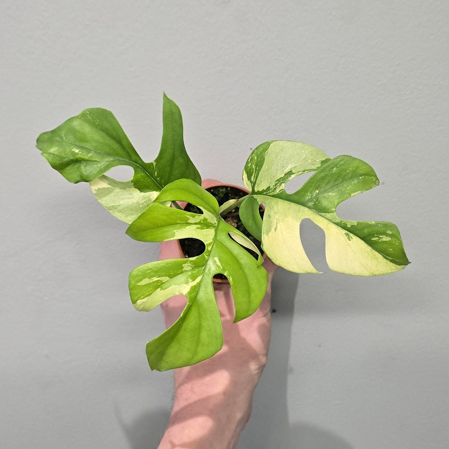 Mini Rhaphidophora Tetrasperma Variegated