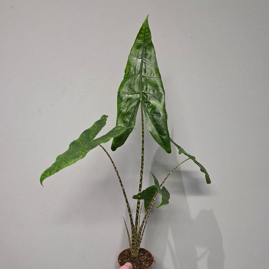 Alocasia Reticulata