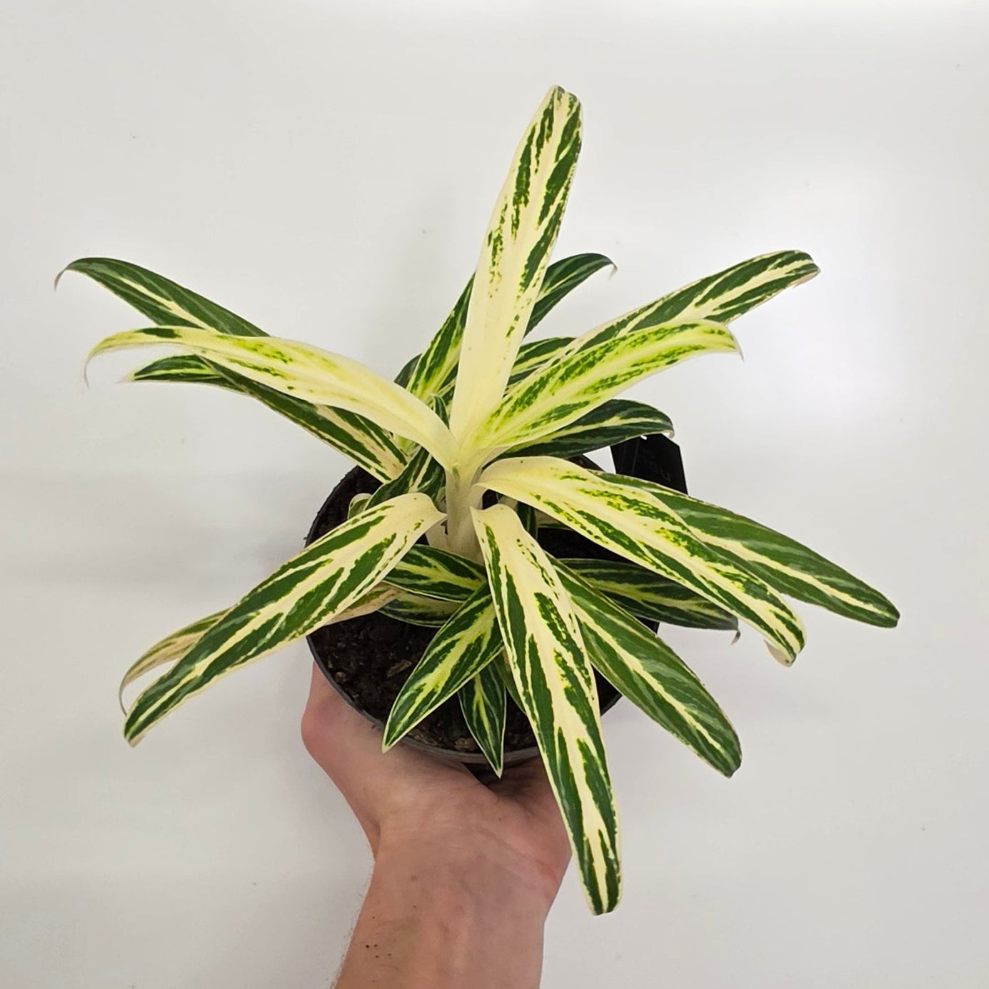 Aglaonema 'Zebra Feathers'