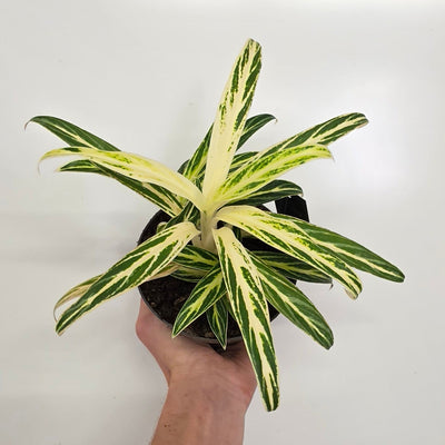 Aglaonema 'Zebra Feathers'