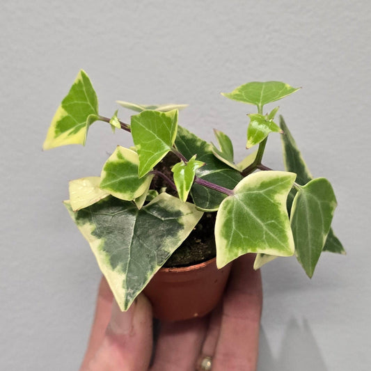 Mini - Senecio Macroglossus Variegated
