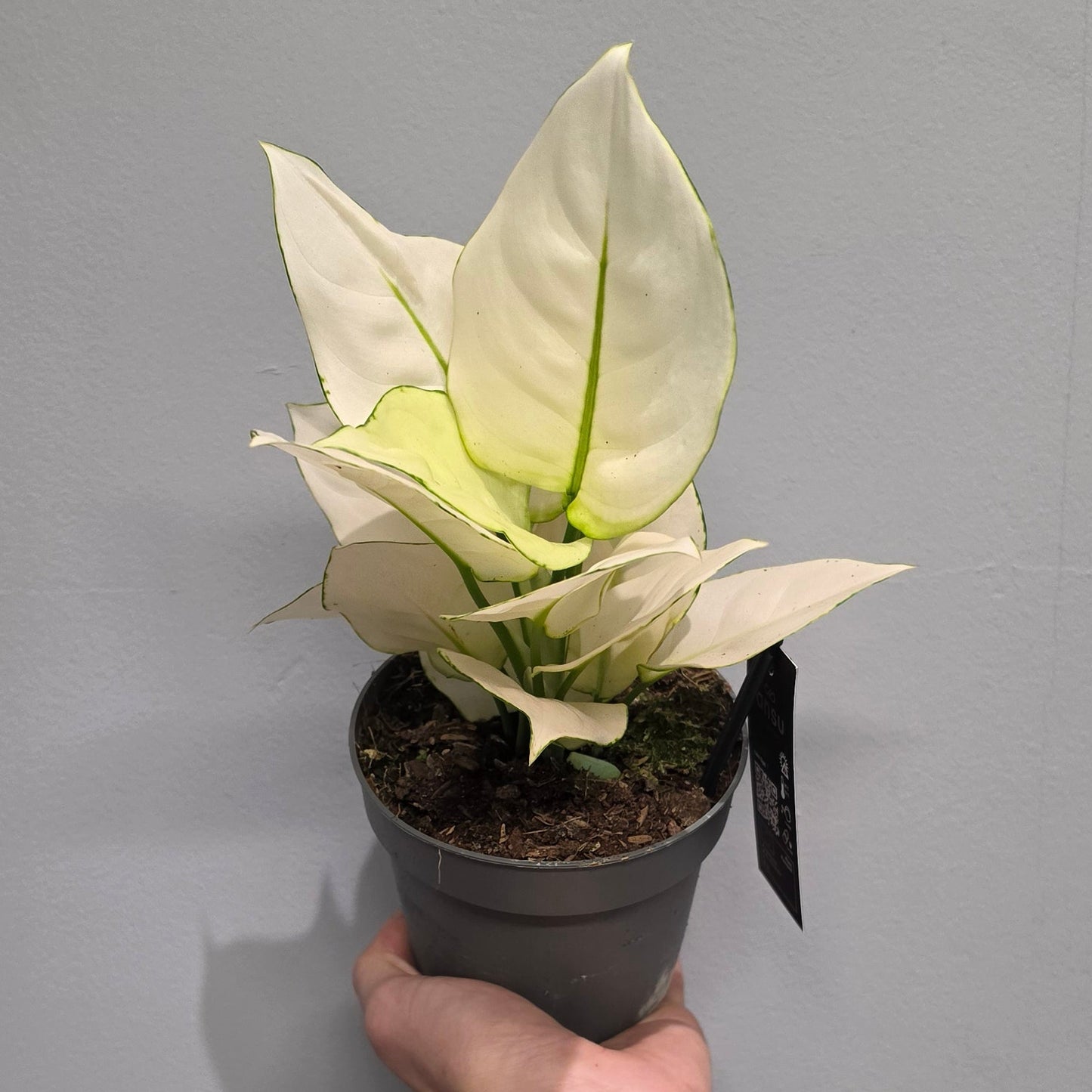 Aglaonema White Joy