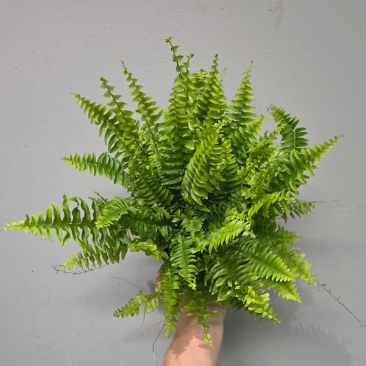Boston Fern "Nephrolepis Green Moment"