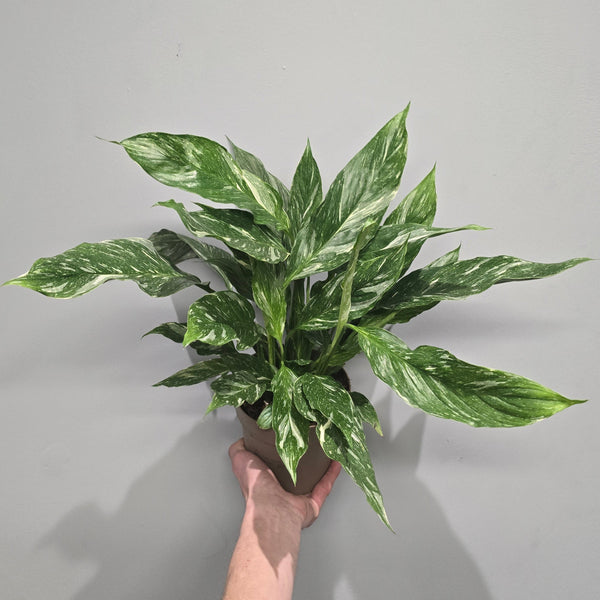 Spathiphyllum Diamond