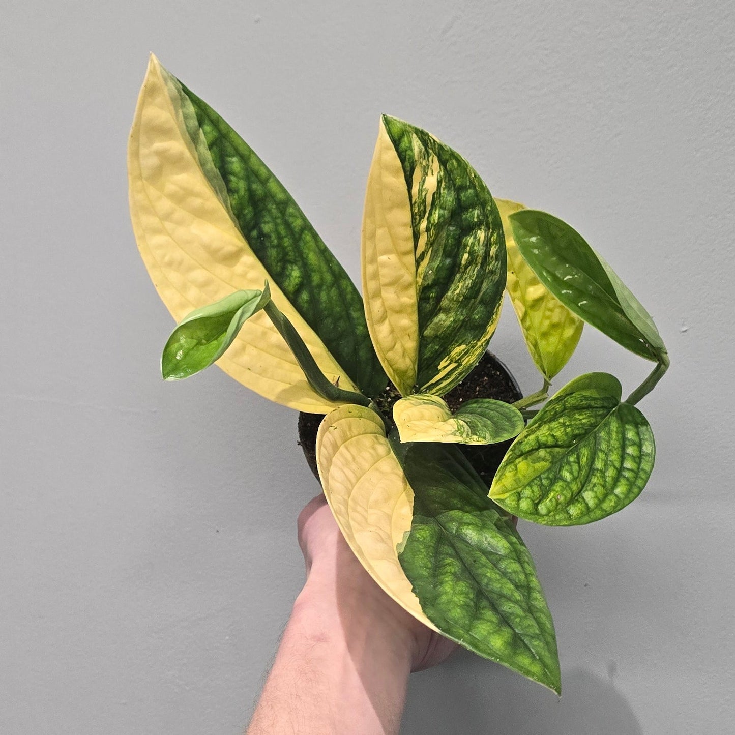 Monstera Peru Variegated