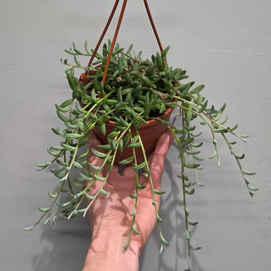 Hanging Senecio - String Of Bananas