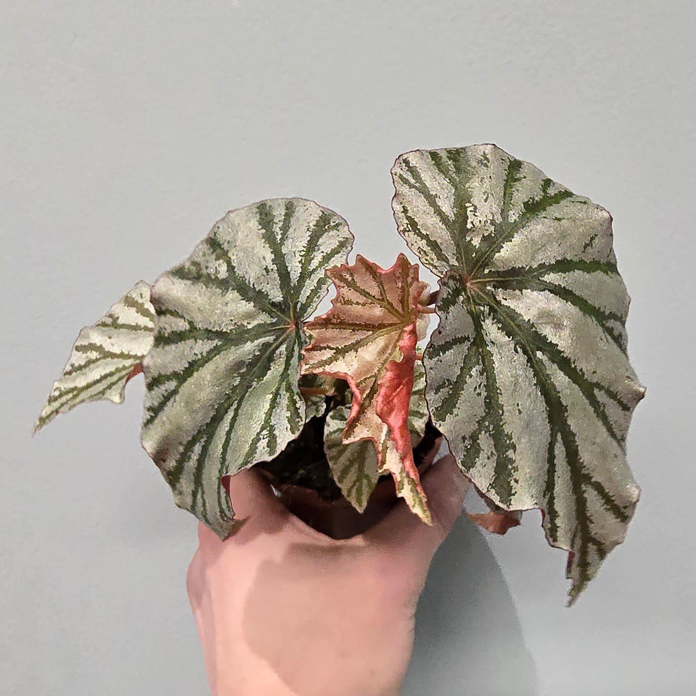 Begonia Looking Glass