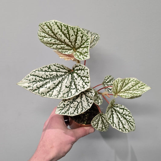 Begonia Snowcap
