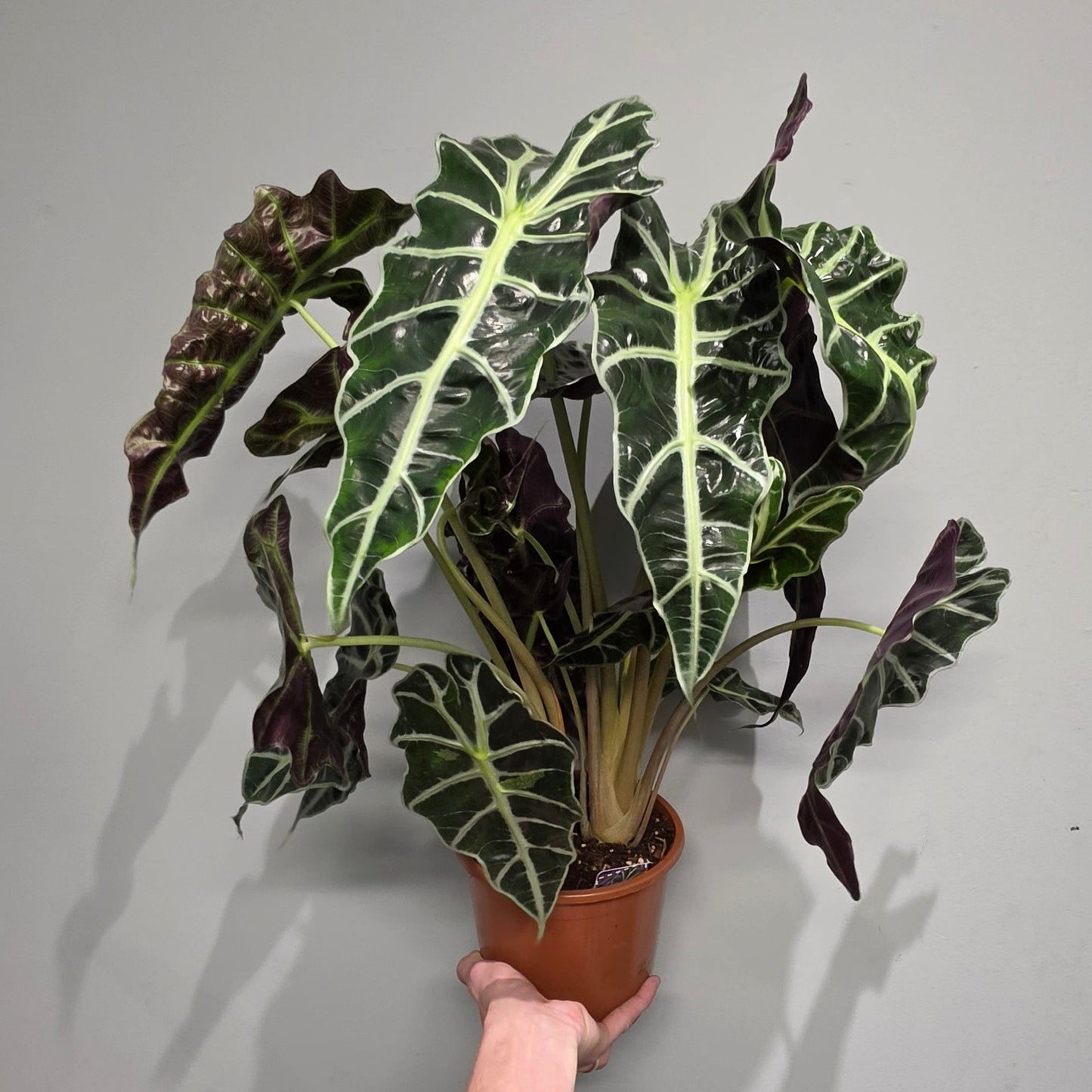 Alocasia Polly