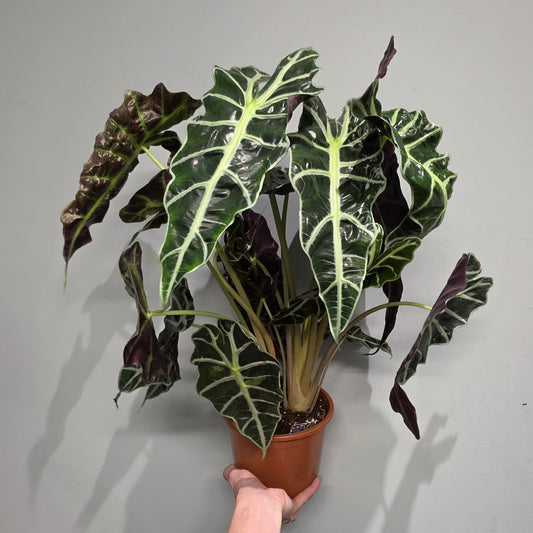 Alocasia Polly