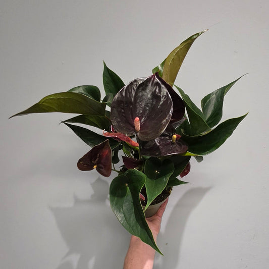 Anthurium Andreanum Paris Black