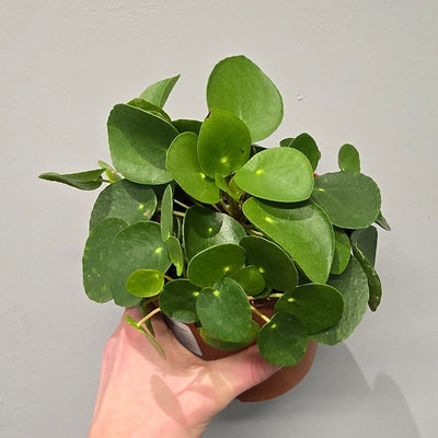 Pilea Peperomioides "Money Plant"