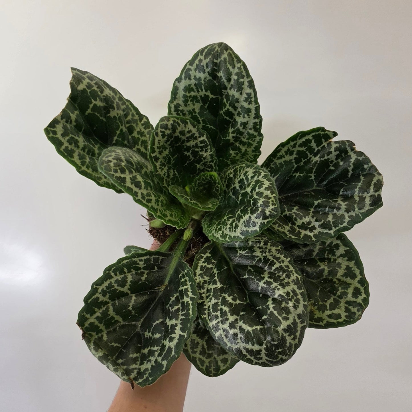 Streptocarpus 'Pretty Turtle'
