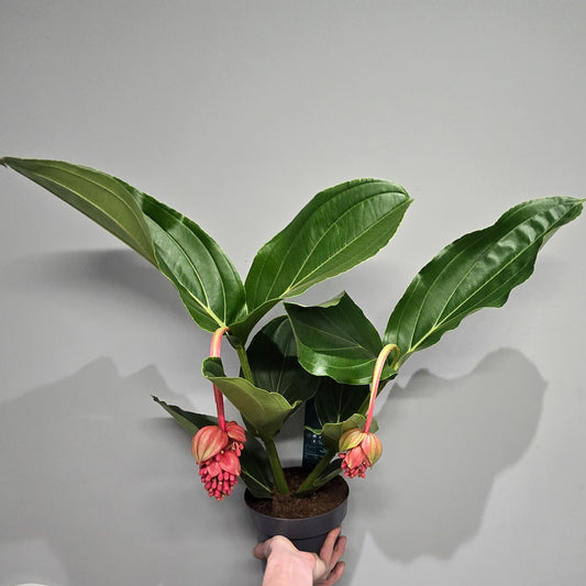 Medinilla Flamenco - GRADE B