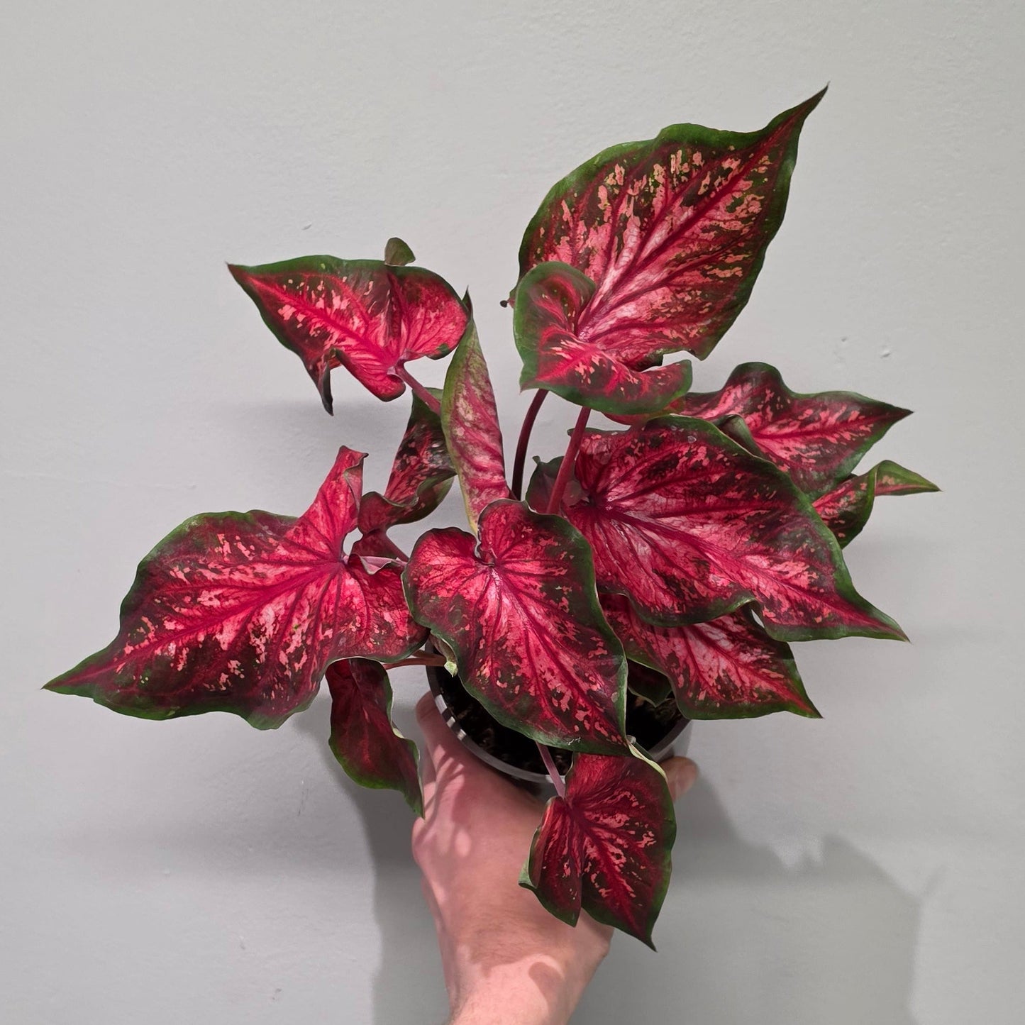 Caladium Rood