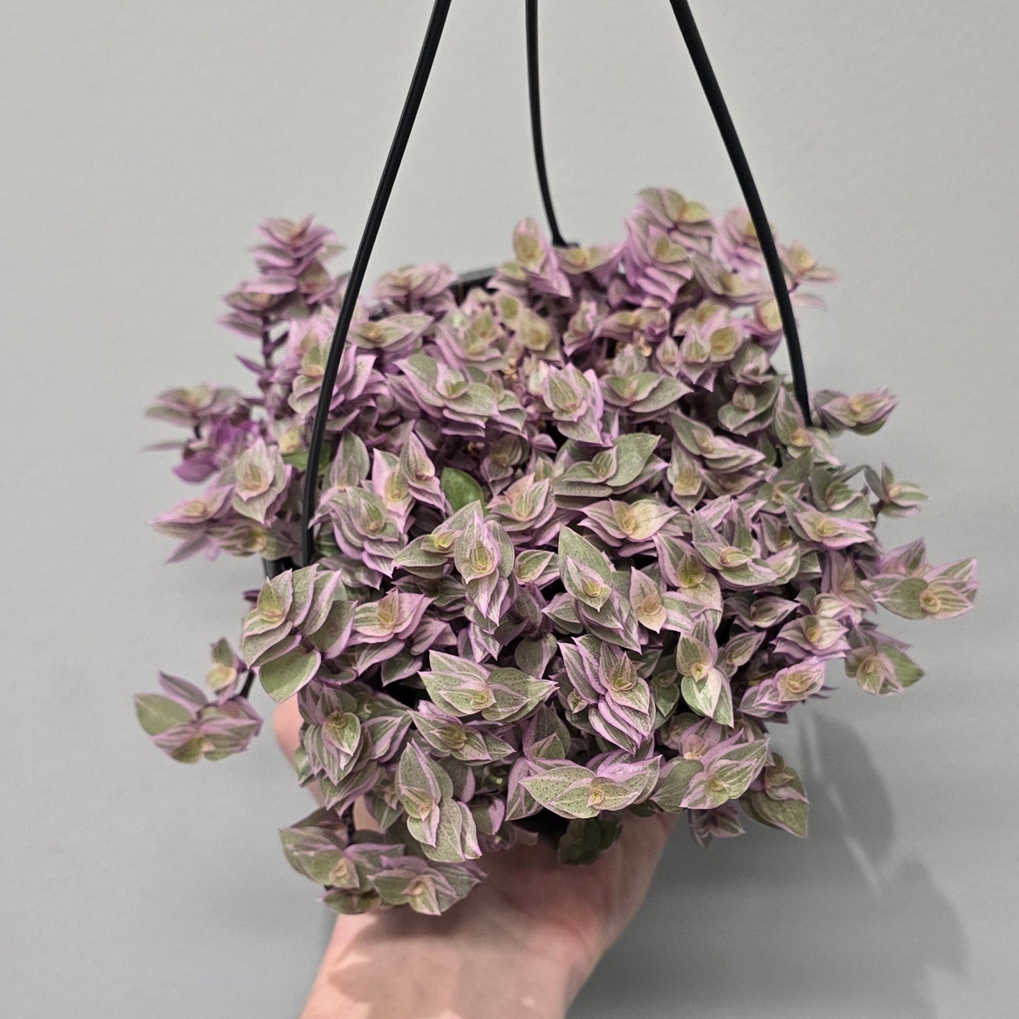 Tradescantia Zebrina 'Pink Paradise'