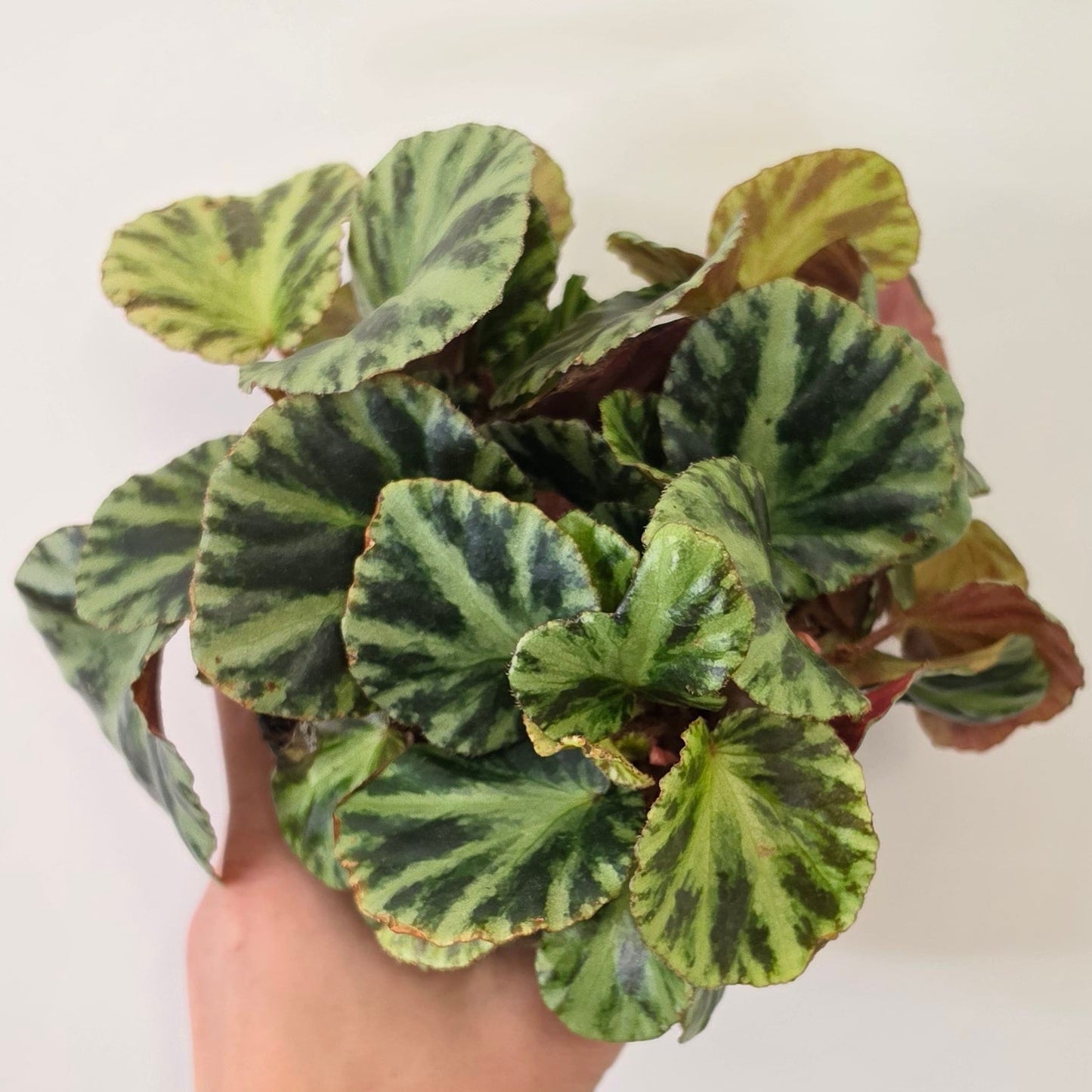 Begonia Gironella 'Safari Tiger'