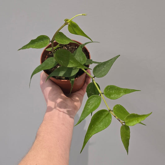 Hoya Polyneura Vietnam