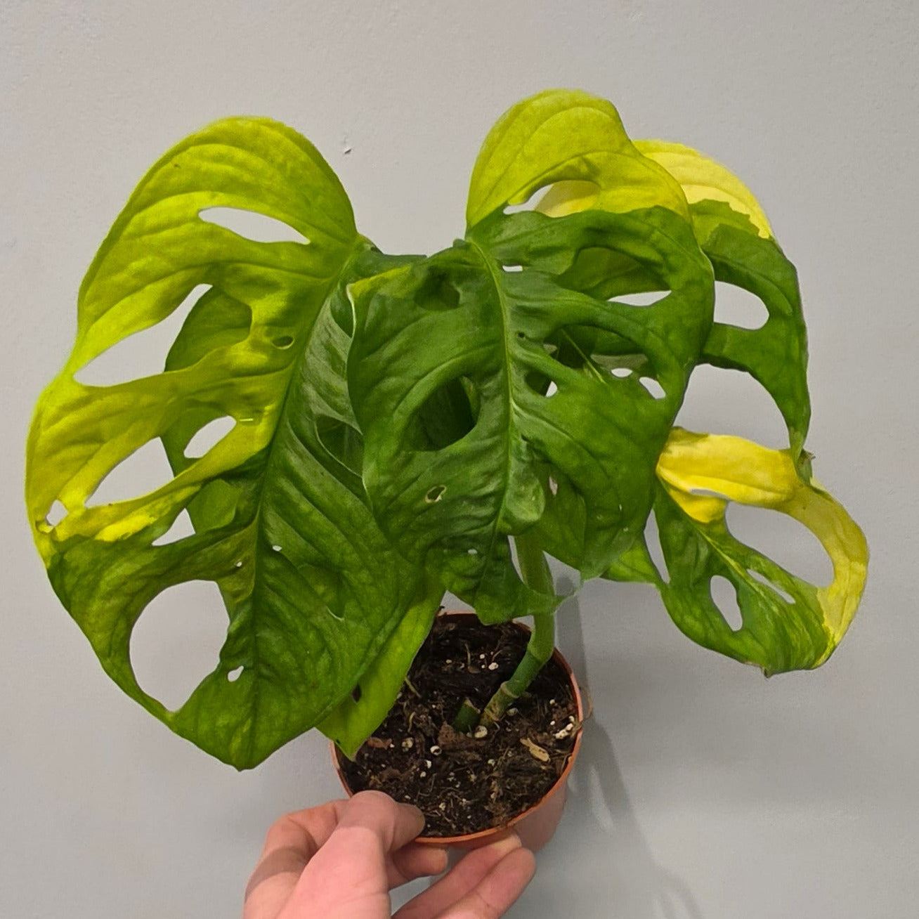 Monstera Adansonii Aurea - Grade B