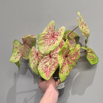Caladium Bicolor
