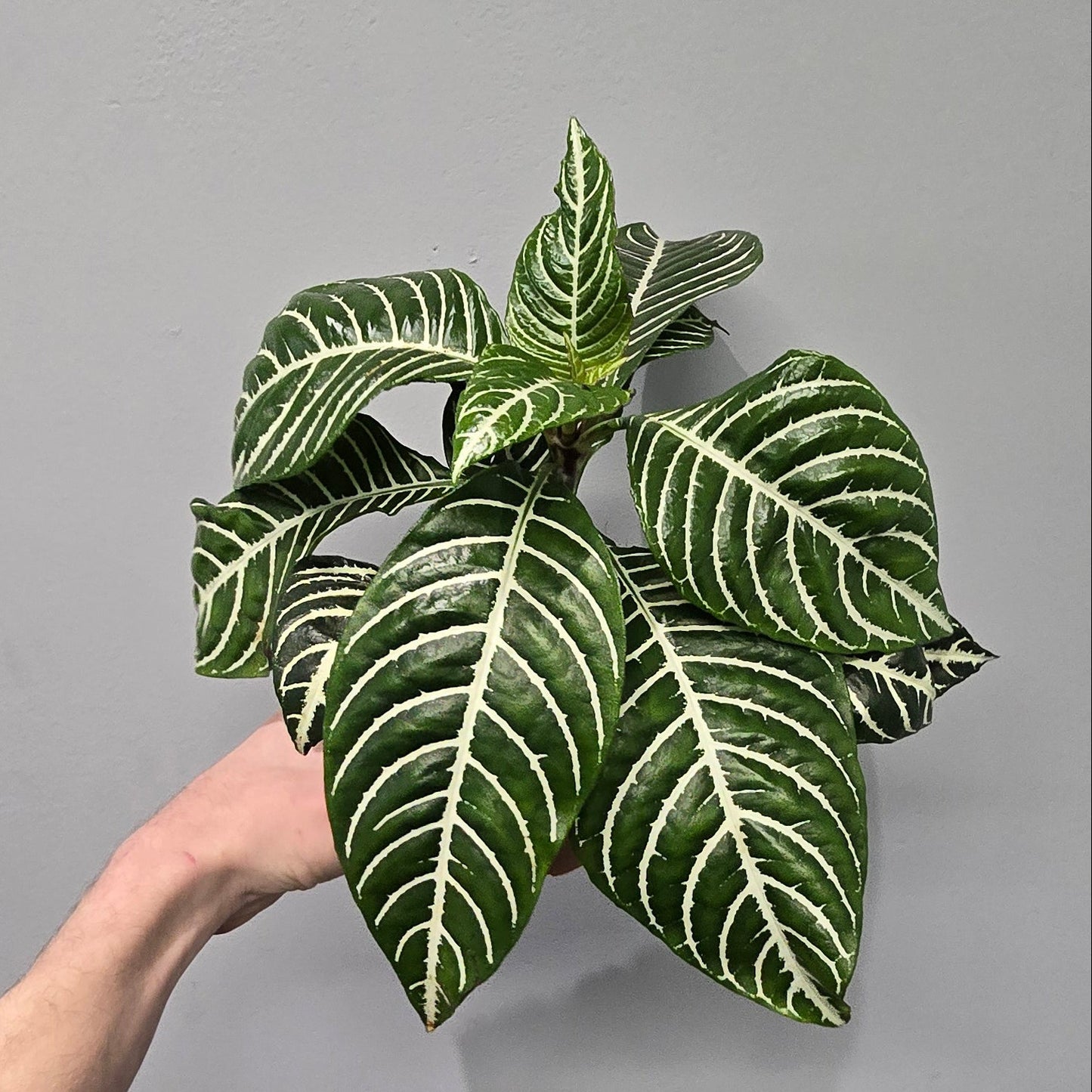 Aphelandra Squarrosa 'Dania Zebra'