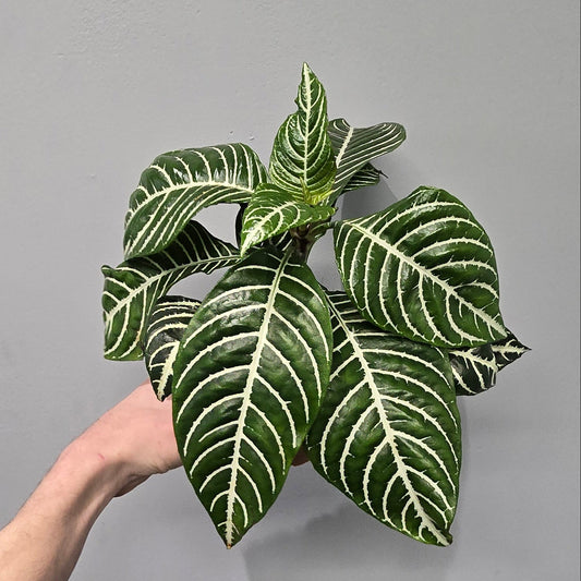 Aphelandra Squarrosa 'Dania Zebra'