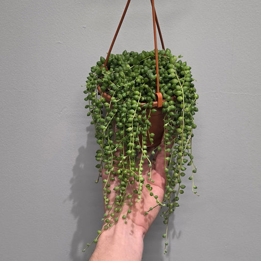 Hanging Senecio - String Of Pearls
