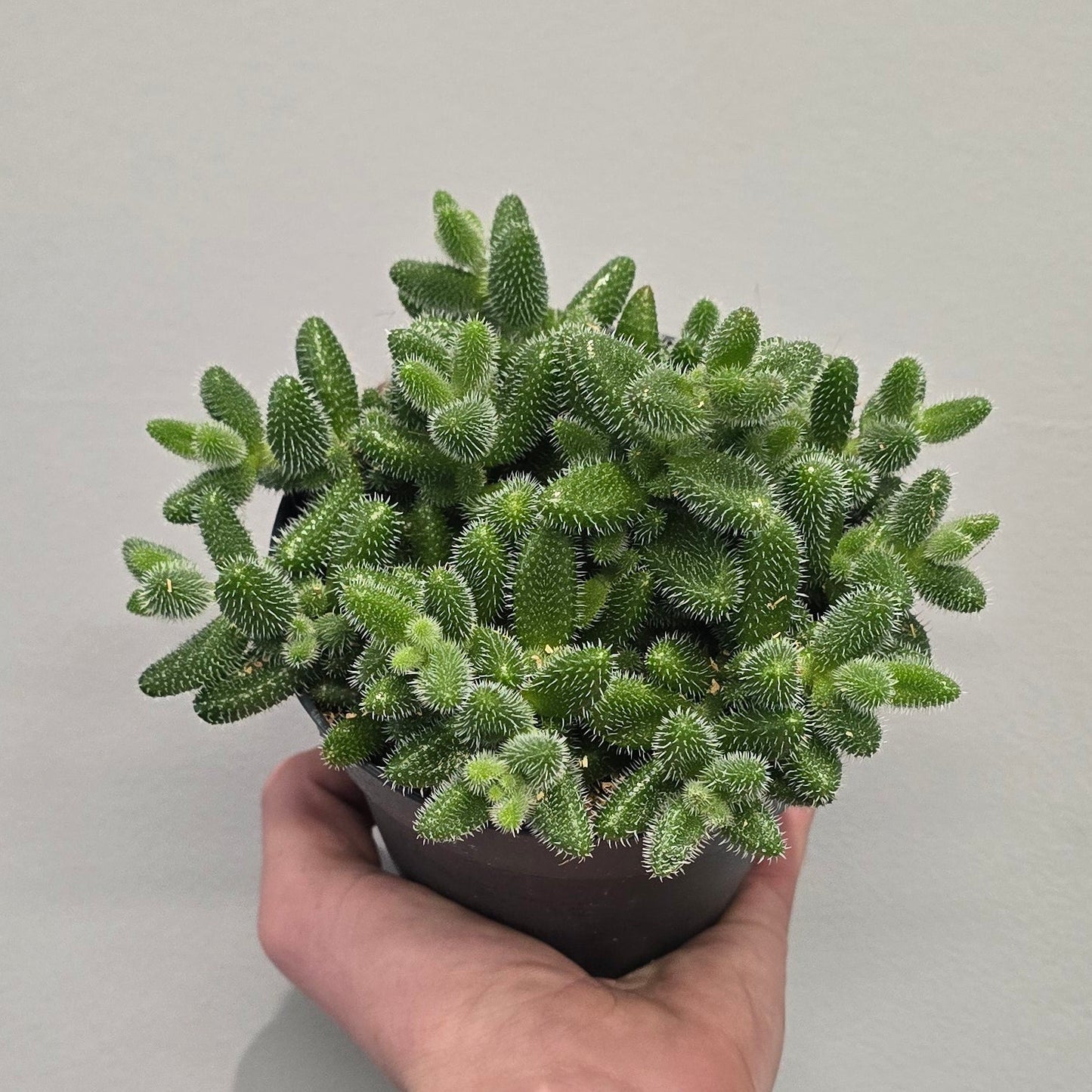Delosperma Echinatum "Pickle Plant"