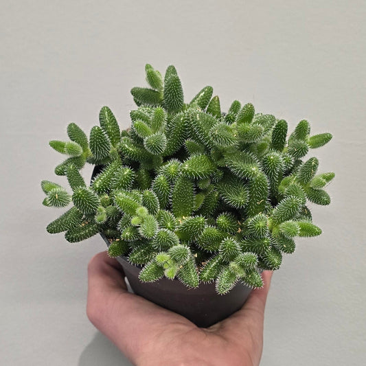 Delosperma Echinatum "Pickle Plant"