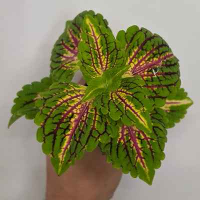 Mini Coleus Spacecake