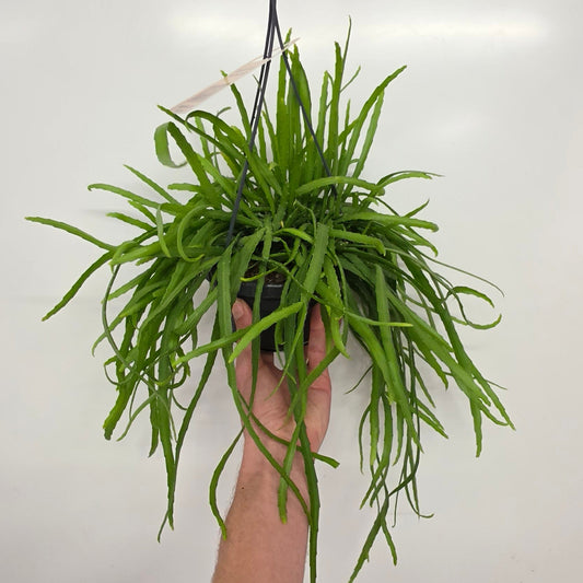 Hanging Rhipsalis Holvianum
