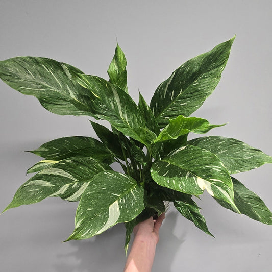 Spathiphyllum Diamond