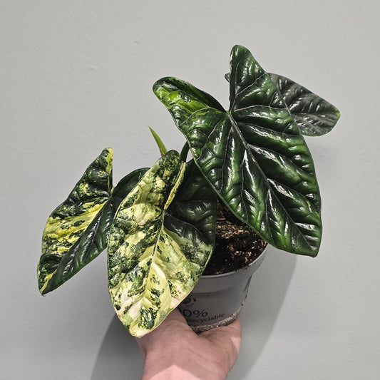 Alocasia Sinuata Aurea Variegated