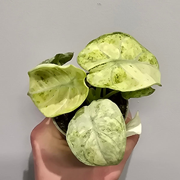 Alocasia Ninja Mint Variegated
