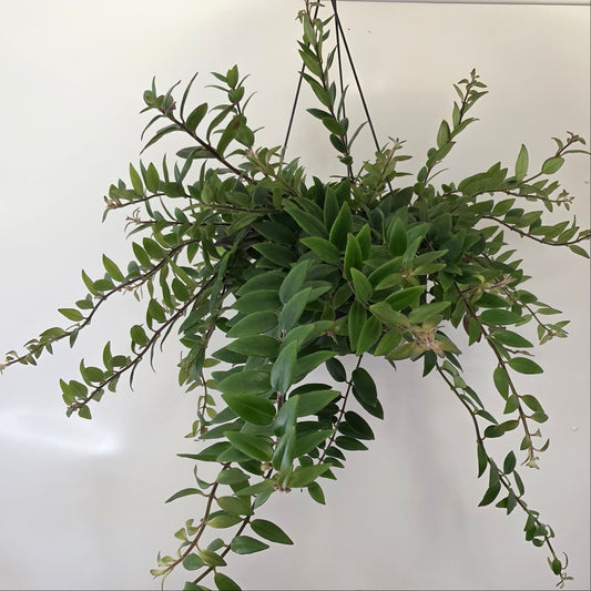 Hanging Aeschynanthus Lipstick 'Caroline'