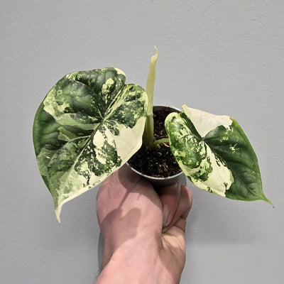Alocasia Dragon Scale Albo