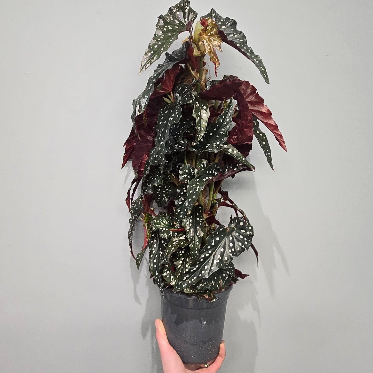 Begonia Black Forest