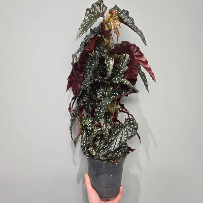 Begonia Black Forest